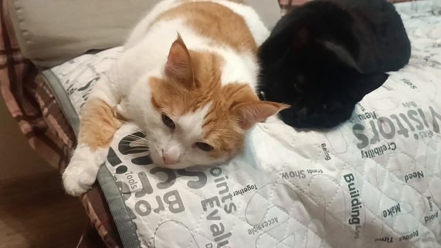 Кузя иДевочка смотреть онлайн