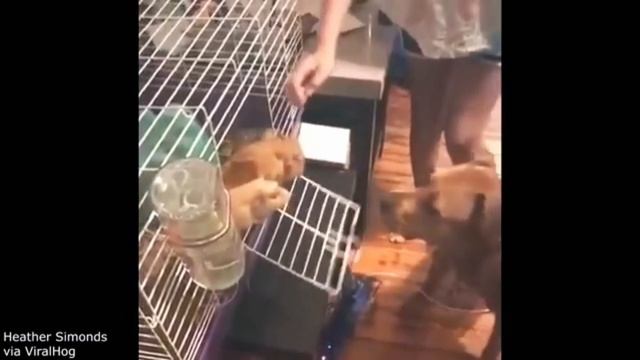 Приколы с животными #№1