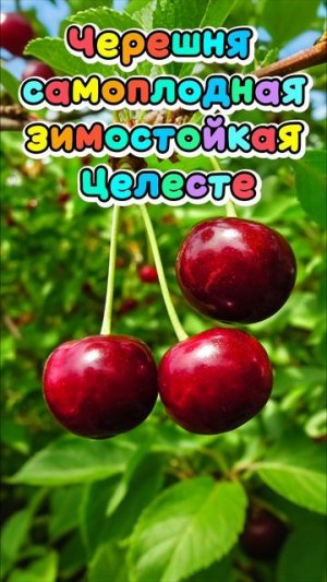 лучшие самоплодные сорта черешни.mp4