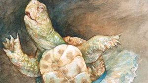 Черепахи танцуют странные танцы