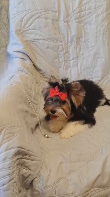 #йорк #бивер