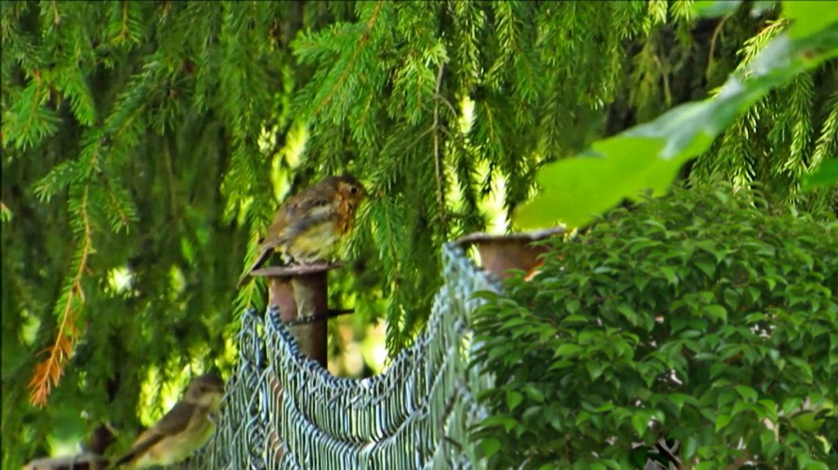 Птицы на изгороди смотреть онлайн