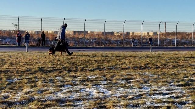 Отл. Future By Us LYUTSIYA ++- №60. САНКТ-ПЕТЕРБУРГ 12 декабря`25 Моно немецких овчарок смотреть онлайн