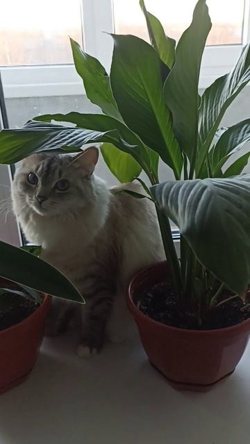 кошечки.mp4 смотреть онлайн