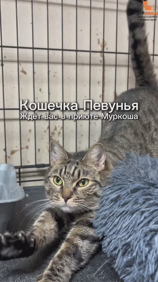 Певунья ждёт вас в приюте #Муркоша смотреть онлайн