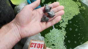 Видео 1. Посадка ореха. Чёртов орех, чилим, рогульник, водяной орех. Выращивание в домашних условиях