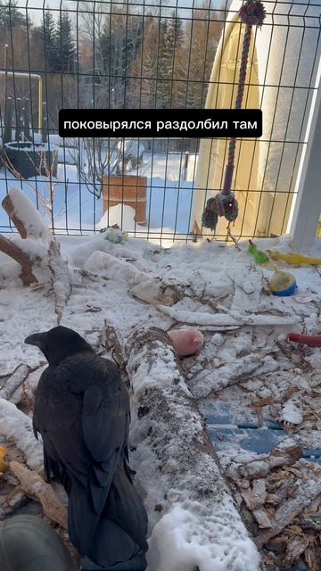 Нужные предметы у вОрона смотреть онлайн