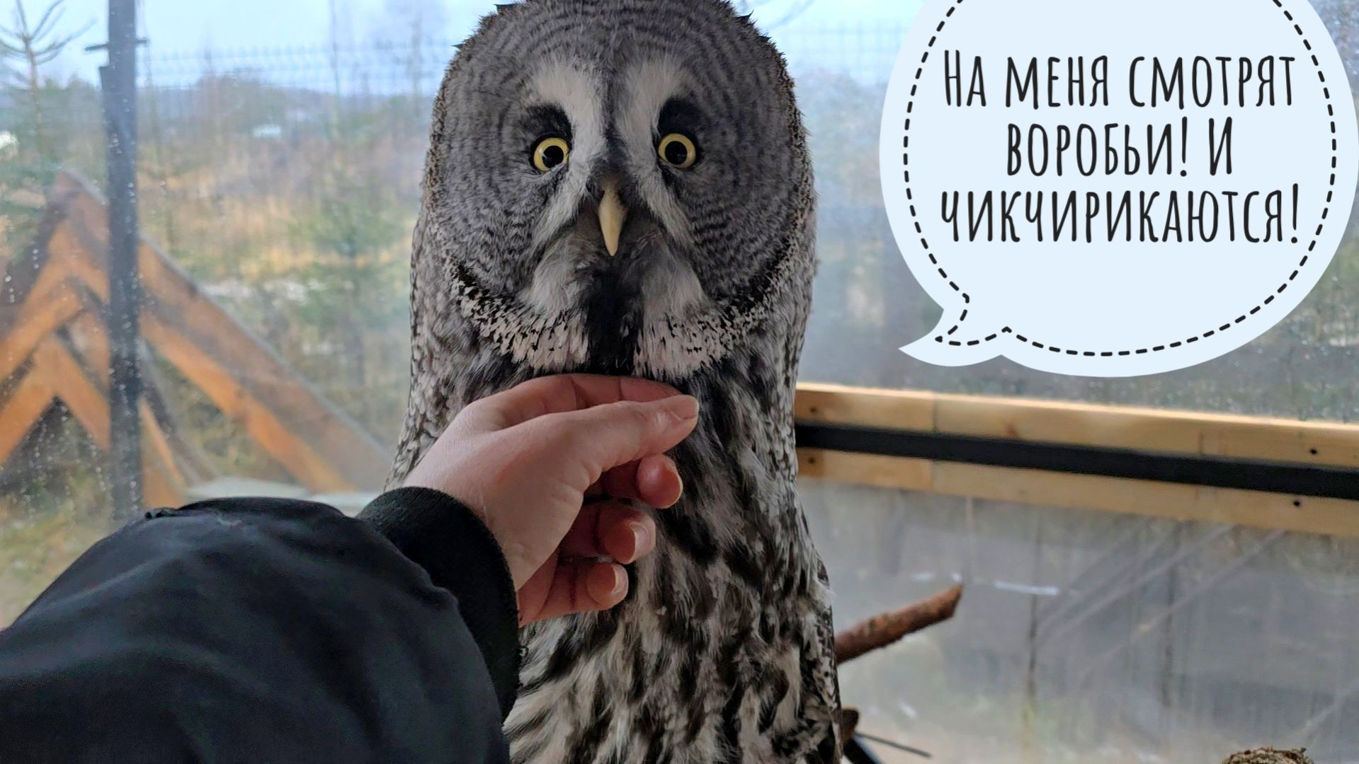 Объясняю сове Кофи, что не нужно торопиться и паниковать. Кошка Морошка синеет в ночи смотреть онлайн