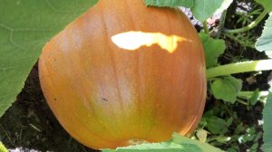 Где я выращиваю кабачки и тыкву. Серия 2