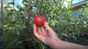 Какая яблоня лучше: колоновидная или обычная