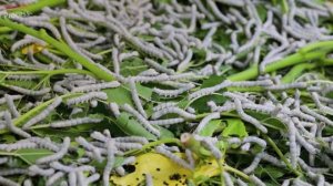 От кокона до шелка. Производство китайского шелка