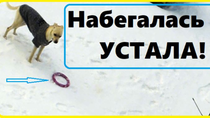 Собачка знает... смотреть онлайн