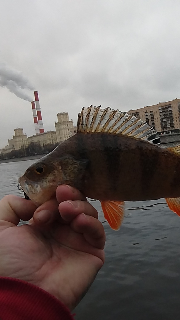 МНОГО РЫБЫ/ТРЕНИРОВКА Killer fish 001 смотреть онлайн