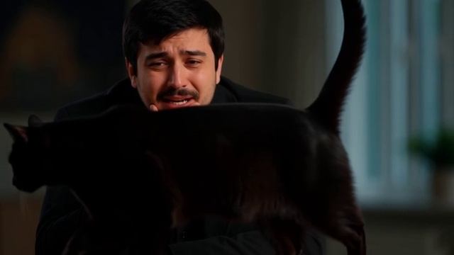 Коты Психика под Угрозой #анекдоты #анекдотыкотов смотреть онлайн
