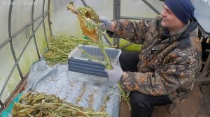 Сушу лист махорки, пробую мапачо.