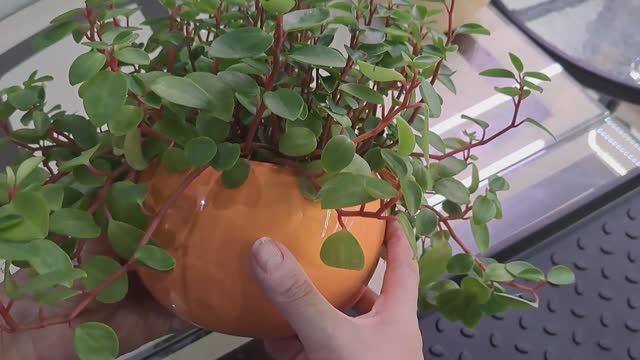 Пеперомия ампельная глабелла.Яркая красавица. Пересадка . смотреть онлайн