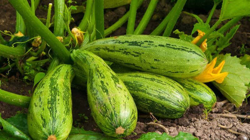 Где я выращиваю кабачки и тыкву. Всегда отличный урожай. Серия 1 смотреть онлайн