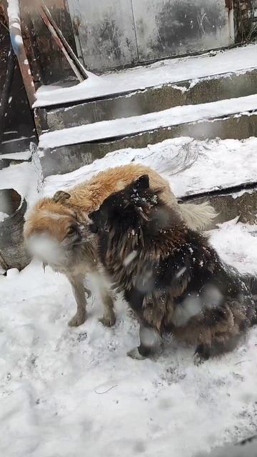 Собачки зимой смотреть онлайн