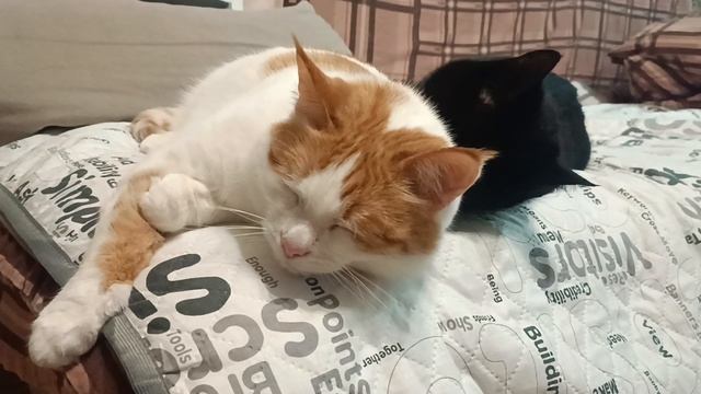 Кузя иДевочка смотреть онлайн