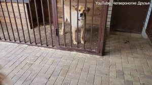 Йорик с гнилыми зубами от заводчицы на КМВ, которая делает на них деньги, а дефектных усыпляет дома.