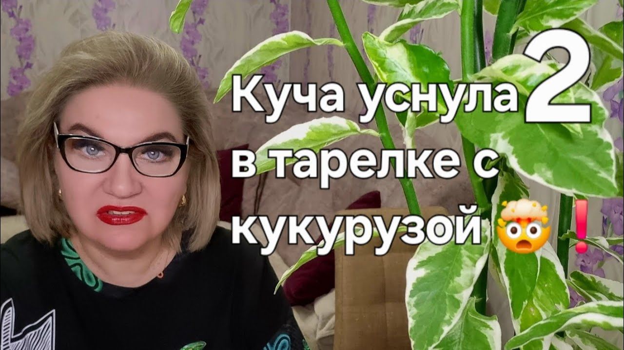 Куча уснула в тарелке с кукурузой 🌽 ❗️ смотреть онлайн