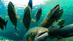 Лососи в водоёме.