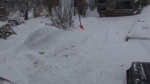 Сильнейший снегопад. Птенцы волнистых попугаев.