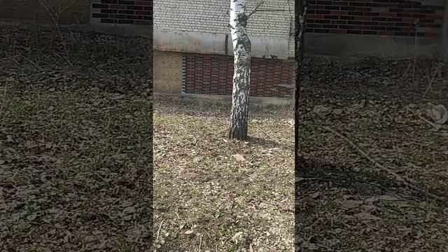 VID_20250401_153208 смотреть онлайн