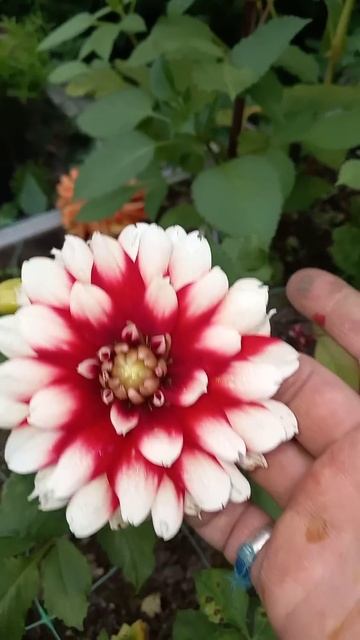 Георгины бордюрные (патио)