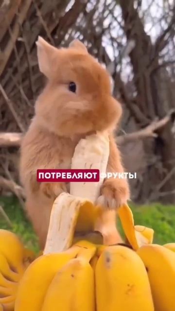 Новичку в тренажерном зале. Часть 14. смотреть онлайн