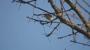 Пеночка теньковка ГОЛОСА птиц / Фотоловушка в лесу