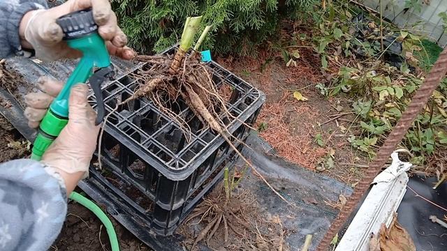 7 октября 2024 г. Выкапываю георгины.