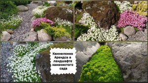 Камнеломка Арендса в ландшафте каменистого сада.