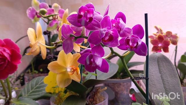 😱🤦♀девочки у меня нет слов!! Заароматила орхидея PF -5022 (пелорик) !!аромат не передать словами смотреть онлайн
