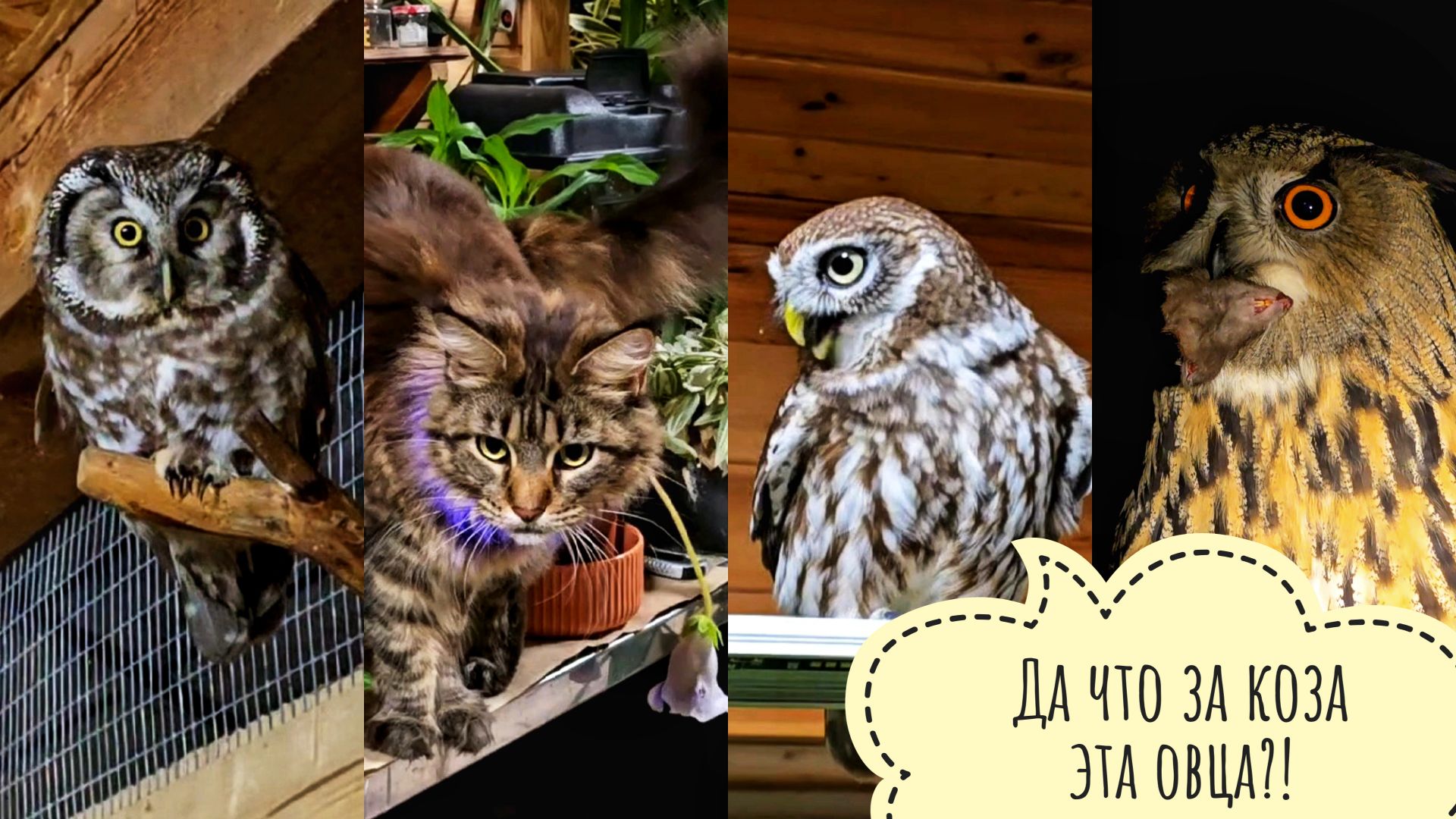 Кошка Морошка всех сов шокировала своей обновой. Сыч Лучик восхищался громче всех! смотреть онлайн