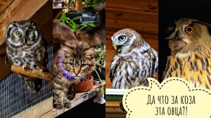 Кошка Морошка всех сов шокировала своей обновой. Сыч Лучик восхищался громче всех!