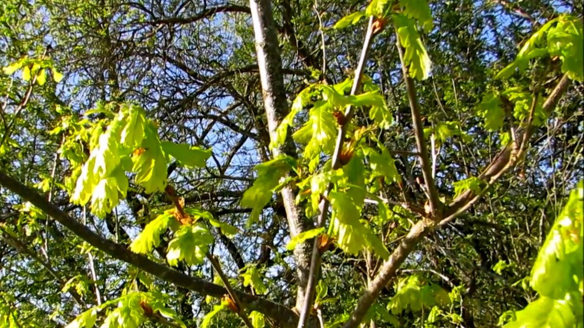 Весенний дубок. Молодые нежные листья. смотреть онлайн