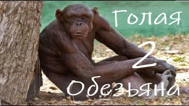 Голая Обезьяна II : Подробности Эволюции смотреть онлайн