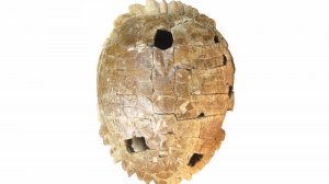 Черепахи работают с керамикой