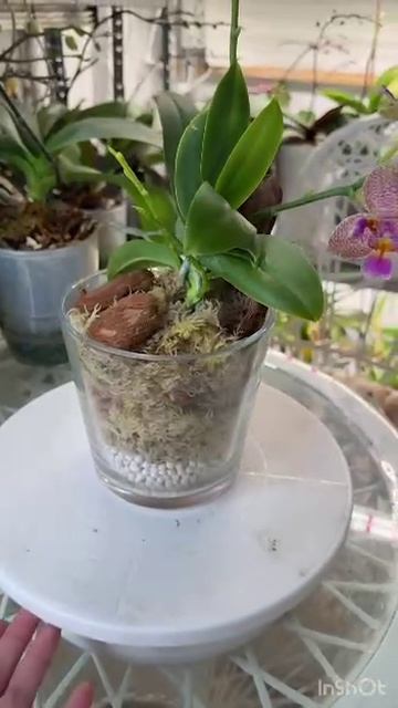 орхидея сказка в сказочной посадке смотреть онлайн