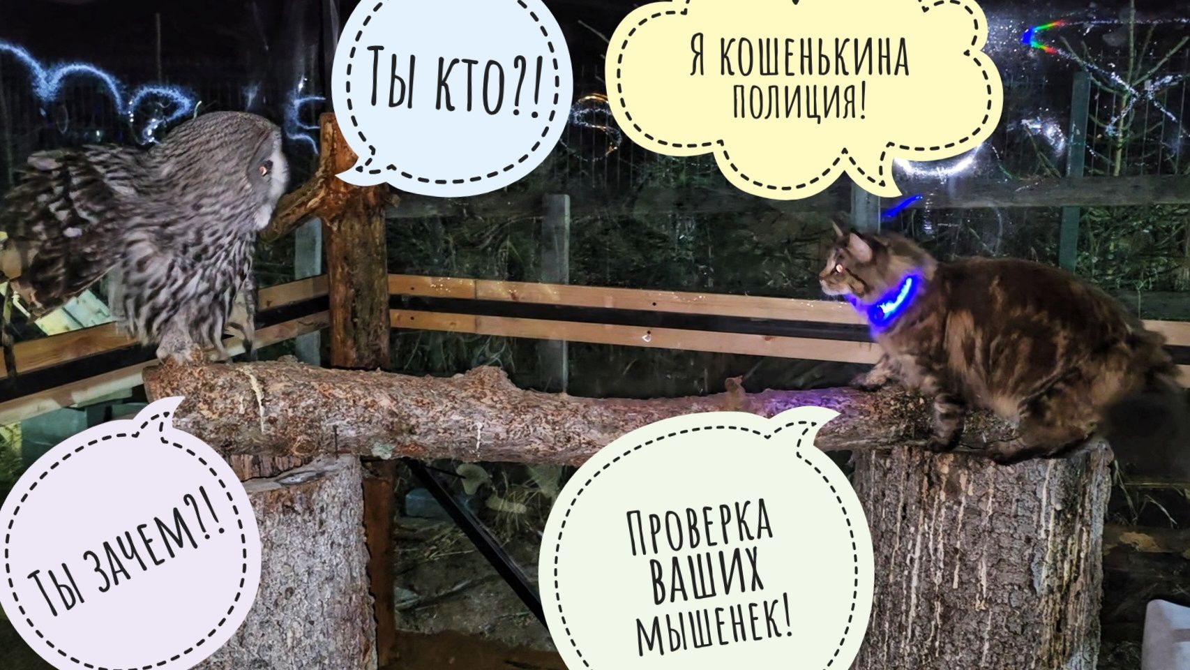 Кошка Морошка зашла в гости к сове Кофи. Кофи удивлён. О планах на выходные: Белобока и Орхидиум смотреть онлайн