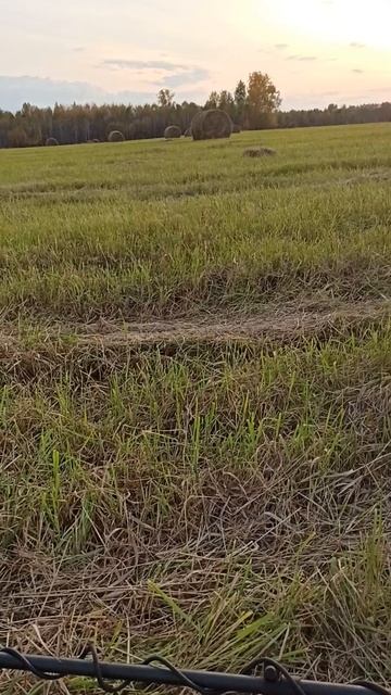 Серебряная монета. Будни копателя смотреть онлайн