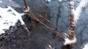 ЕЩЕ БОБР, установка и проверка проходных капканов, капкан на бобра,охота на бобра, как поймать бобра