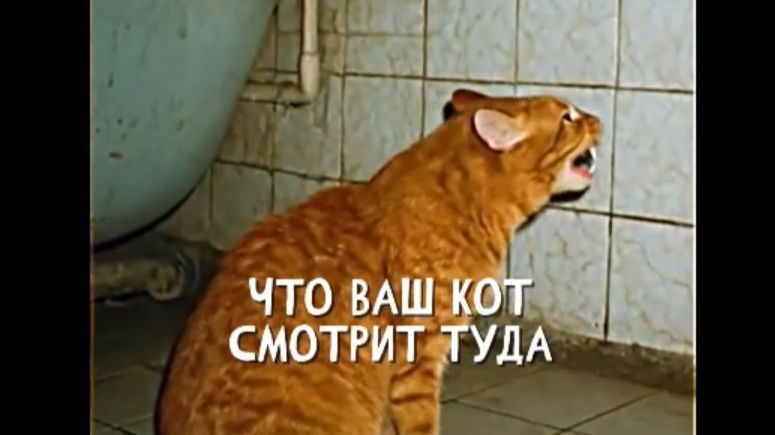 КОТ. ПАМЯТКА. "Записи об аномалиях от К.О.Н.Т.У.Р." №89, ЗАПИСЬ 080. смотреть онлайн