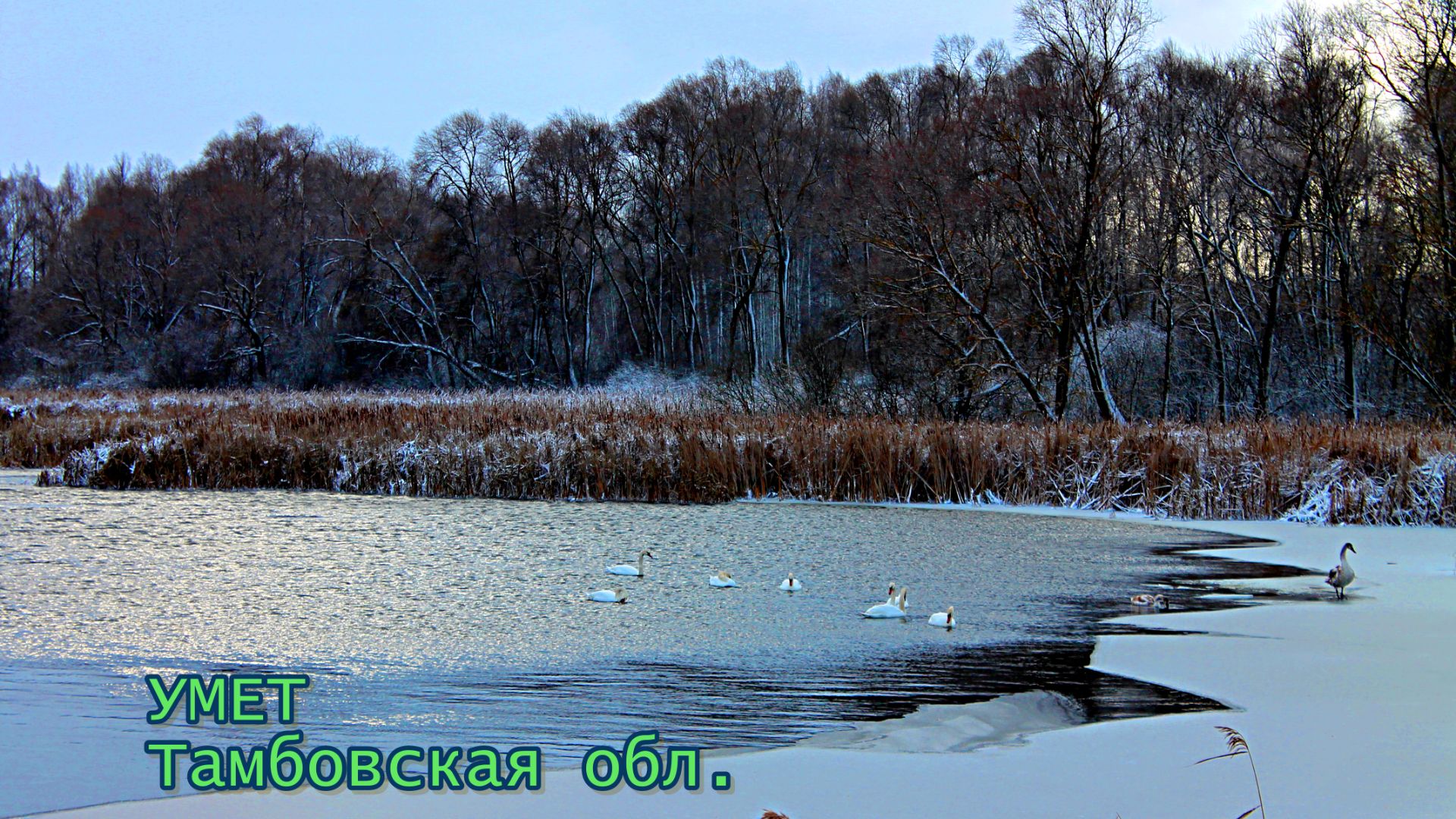 ЛЕБЕДИ(13.12.25.)