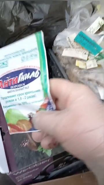 31 января.  Проверяю как сохранились клубни георгин.