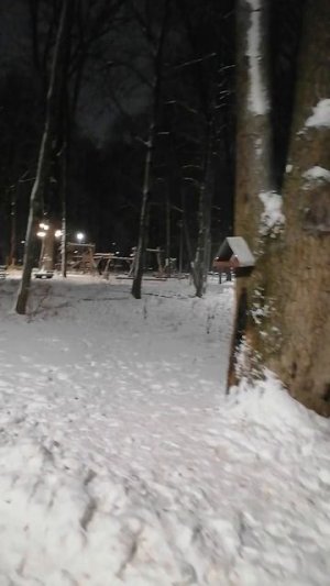 дубовая роща зимой