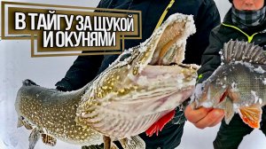 ПЕРВЫЙ ВЫЕЗД В ТАЙГУ НА ОЗЁРА ЗА КРУПНОЙ ЩУКОЙ И  ГОРБАТЫМИ ОКУНЯМИ!