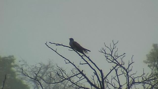 Выхухоль. Метод безумной кукушки