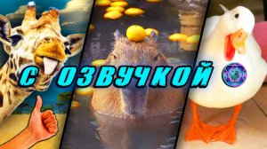 Приколы с котами! - С ОЗВУЧКОЙ! СМЕШНЫЕ КОТЫ! Самые смешные животные! Попробуй не засмеяться! 2025